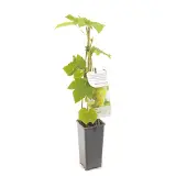 Fruithof Vitis vinifera Himrod Witte druif fruitplant