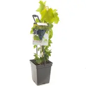 Fruithof Vitis vinifera Regent Blauwe druif draagbeugel fruitplant
