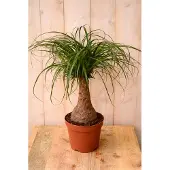Warentuin Collection Olifantspoot Beaucarnea 60 cm Kamerplant een dikke stam