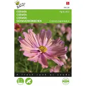 Buzzy seeds - Zaden cosmea apricotta 30 zaden