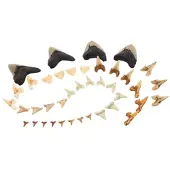Guidecraft speelgoed Super Shark Teeth set - 40 stuks - educatief.