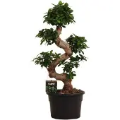 Oasis of Life Chinesische Feige Ficus Microcarpa Ginseng 80-110cm Ø23cm terrarium Bonsai
