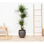 Green bubble Dracaena Marginata XL - 150cm