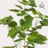 Green Boutiq Kunstplant - Ficus umbellate - Afrikaanse vijg