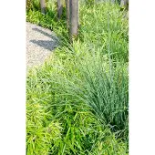 Planteda 2x - Fargesia rufa - ↨60cm - Ø19