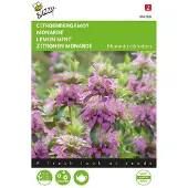 Buzzy seeds Citroenbergamot ( Monarda citriodora)