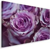 Karo-art Schilderij - Paarse Rozen, Premium Print, 5 maten
