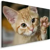 Karo-art Schilderij - Schattige Zwaaiende Kitten, Premium print
