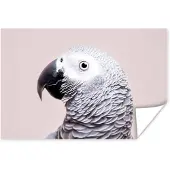PosterMonkey Poster Papegaai - Grijs - Dieren - Natuur - 180x120 cm XXL