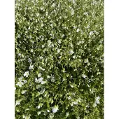 GRDplanten 6x Grote muur - Stellaria holostea | 9x9 cm pot