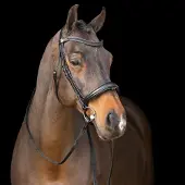 Imperial Riding Hengsttuig met Engelse neusriem