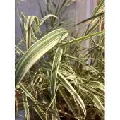 Brandless 6x Kanariegras - Phalaris Arundinacea 'Picta' | 9x9 cm pot