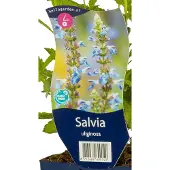 Griffioen - Salvia uliginosa