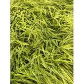 GRDplanten 6x Japans berggras - Hakonechloa macra 'Aureola' | 9x9 cm pot