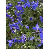 Brandless 6 x Delphinium (b) 'Všlkerfrieden' - Ridderspoor in pot van 9x9 cm + D34