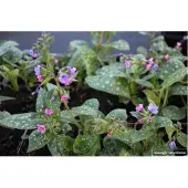 GRDplanten 6x Longkruid - Pulmonaria SACCH. 'MRS Moon' | 9x9 cm pot