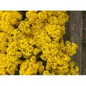 Brandless 6x Schildzaad - Aurinia saxatilis 'Compacta' | 9x9 cm pot