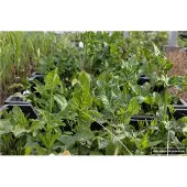 Brandless 6x Italiaanse Aronskelk - Arum italicum | 9x9 cm pot