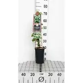 GRDplanten Trachelospermum jasminoides - Toscaanse Jasmijn, Sterjasmijn, Italiaanse Jasmijn50-60 cm | pot