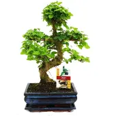Exotenherz Chinese Bonsai-boom - Ligustrum sinensis - ongeveer 8 jaar oud
