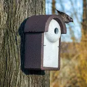 Cj Wildlife Nestkast Spreeuw WoodStone 45 mm | Speciale nestkasten |