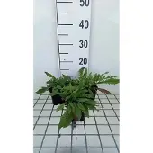 GRDplanten 6x Breemdkroon - Knautia mac. 'Red Knight' | 9x9 cm pot