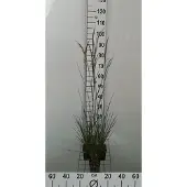 GRDplanten 6 x Deschampsia cesp. 'Goldschleier' - Bosweeg Goldschleier - Pot van 9 x 9 cm