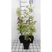 GRDplanten 6x Vlambloem - Phlox (p) 'Fujiyama' | 9x9 cm pot