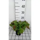 GRDplanten 6x Nagelkruid - Geum hybr. 'East of Eden' | 9x9 cm pot
