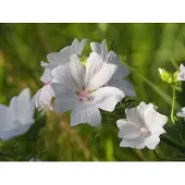 GRDplanten 6x Muskuskaasjeskruid - Malva moschata | 9x9 cm pot