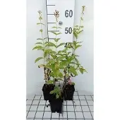 GRDplanten 6x Vlambloem - Phlox (p) 'David' | 9x9 cm pot