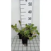 GRDplanten 6x Dovenetel - Lamium mac. 'Shell Pink' | 9x9 cm pot