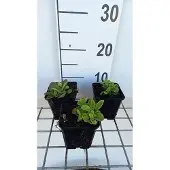 GRDplanten 6x Vlambloem - Phlox stol. 'Blue Ridge' | 9x9 cm pot