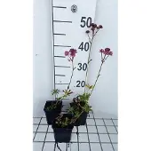 GRDplanten 6x Zeeuws knoopje - Astrantia maj. 'Claret' | 9x9 cm pot