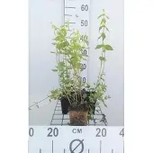 GRDplanten 6x gele dovenetel - Lamiastrum galeobdolon | pot 9 x 9 cm