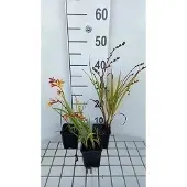 GRDplanten 6x Montbretia - Crocosmia hybr. 'Jackanapes' | 9x9 cm pot
