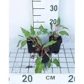 GRDplanten 6x Duizenknoop - Persicaria ampl. 'Taurus' | 9x9 cm pot