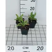 GRDplanten 6x Papaver - Papaver or. 'Royal Wedding' | 9x9 cm pot