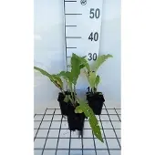 GRDplanten 6x Inula - Inula helenium | 9x9 cm pot