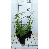 GRDplanten 6x Schildpadbloem - Penstemon hybr. 'Rich Ruby' | 9x9 cm pot