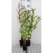 GRDplanten 6x Duizenknoop - Persicaria polymorpha | 9x9 cm pot