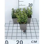 GRDplanten 12x Kruipende Kardinaalsmuts - Euonymus jap. 'Microphyllus' | 9x9 cm pot