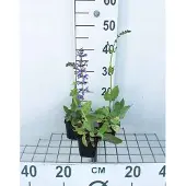 GRDplanten 6x Veldsalie - Salvia pratensis | 9x9 cm pot