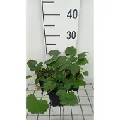 GRDplanten 6x Muskuskaasjeskruid - Malva alcea 'Fastigiata' | 9x9 cm pot