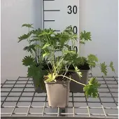GRDplanten 6x Ridderspoor - Delphinium (b) 'Casa Blanca' | 9x9 cm pot