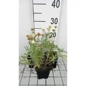 GRDplanten 6x Heiligenbloem - Santolina cham. 'Edward Bowles' | 9x9 cm pot