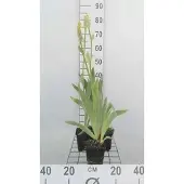 GRDplanten 6x Baardiris - Iris (germ.) 'Ola Kala' | 9x9 cm pot