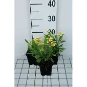 GRDplanten 6x Solidaster - Solidaster luteus 'Lemore' | 9x9 cm pot