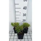 GRDplanten 6x Scheefkelk - Iberis semp. 'Fischbeck' | 9x9 cm pot