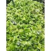 GRDplanten 6x Hartlelie - Hosta hybr. 'Fragrant Bouquet' | 9x9 cm pot